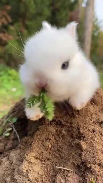 cute rabbit🐰