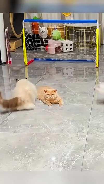 Quem do seu time é o gato laranja?