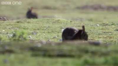 Stoat takes down a rabbit several times its own size
