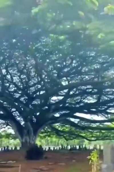 Massive tree over a cemetery.