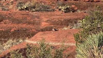 Coyote pretending to be a dog in Sedona, AZ