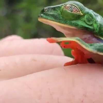 A Red-eyed tree frog opening its eyes