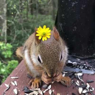 This sweet little Baby Red Squirrel came up on the deck, so I made her look cuter by putting a flower on her head.