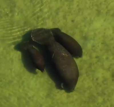 Manatee with twin calves