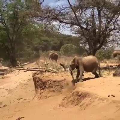 The second elephant's unique landing