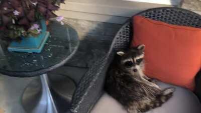 Came home to a raccoon chilling on my porch chair.