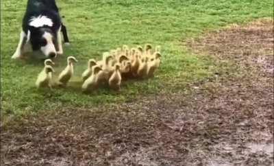 Border collie herding ducklings to water