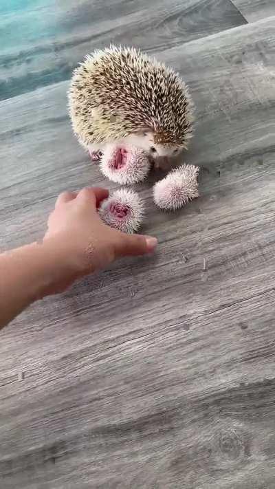 Baby Hedgehogs 🦔