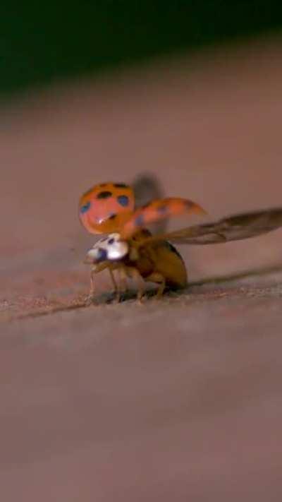 Lady Beetle Liftoff!