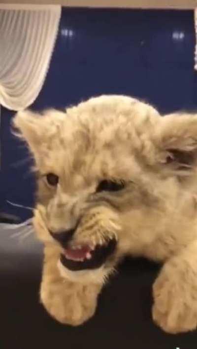 This lion cub roaring