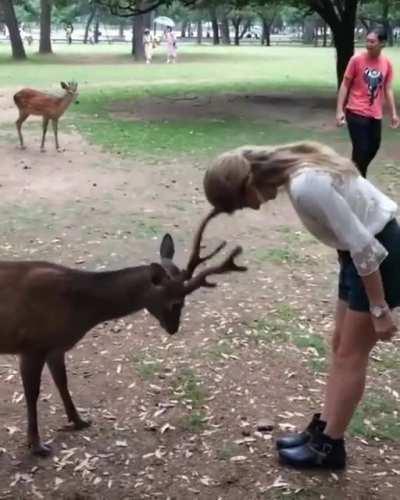 Japanese Deer Respecting Visitor.