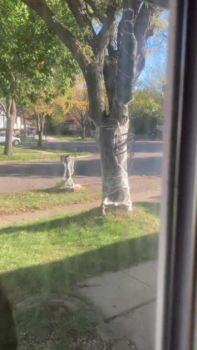 A squirrel attempted to abscond with our cobweb this morning.