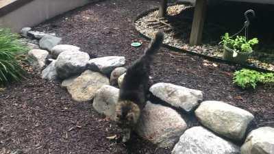 Walter doesn’t get outside much. He’s my parents’ 20 year old cat (possibly older). I try to make sure he can have supervised outside time when I visit. As much as he loves it, he gets scared by things so he stays close and always asks for periodic pets.