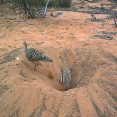 These two birds on an epic mission