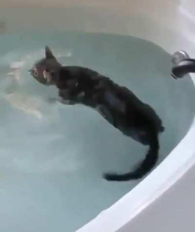 Not All Cats Hate Water