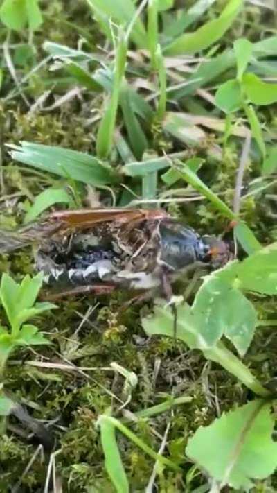 A zombie bug. While it's not alive, it's not quite dead. A large number of mind controlling fungi leads insects to assume the strangest behaviors in order to spread their spores and infect more insects to survive.