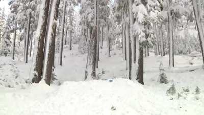 Skier meets tree.