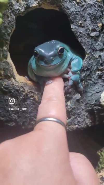 🔥 tree frog kindly greets human 🔥 