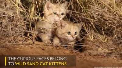 Sand Cat Kittens Filmed in the Wild for First Time