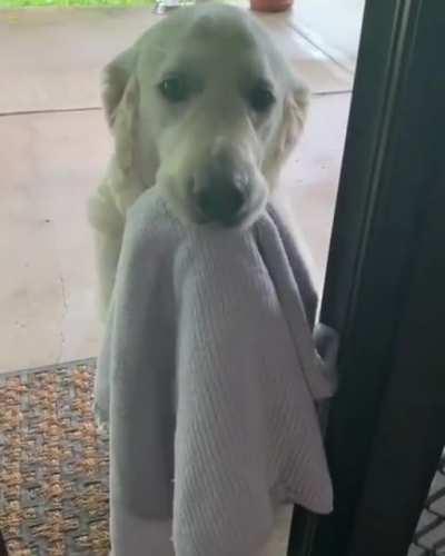 This pupper knows the drill when it’s raining ️