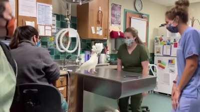 Meet Sydney, a male umbrella cockatoo socializing with Vet Hospital Staff