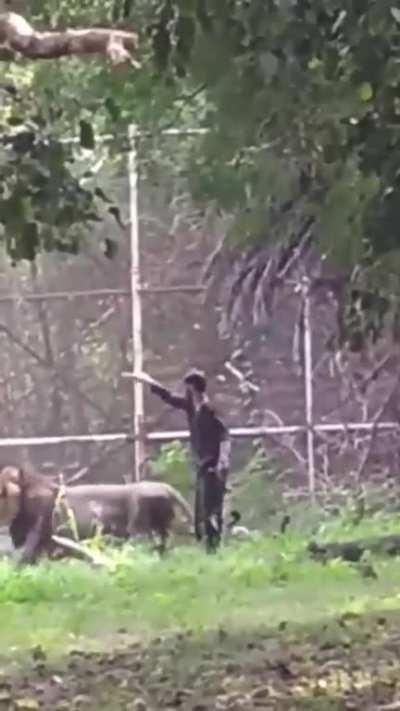 Drunk man jumps inside lion enclosure in Delhi zoo; escapes unhurt