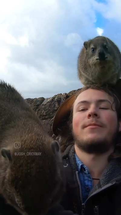 Hyrax Hostage