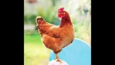 chicken complitaion 2021 real