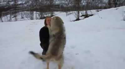 🔥 Wolves meeting the woman who raised them as cubs for over two years. 🔥