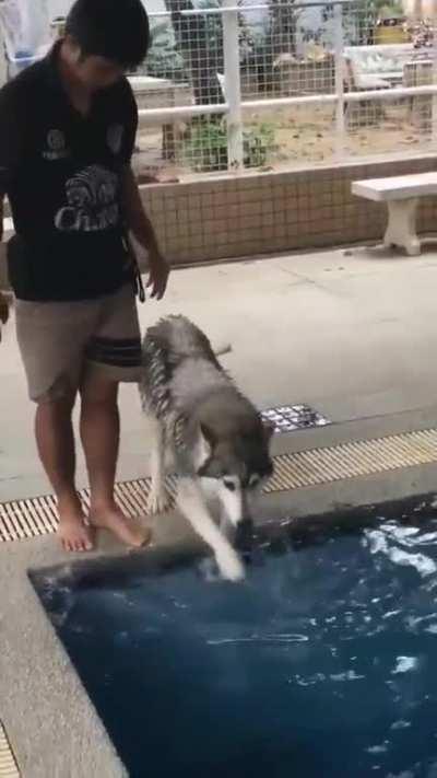 Husky getting nervous at his first swimming lesson