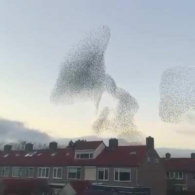 The coordination of these birds flying together is almost hypnotic