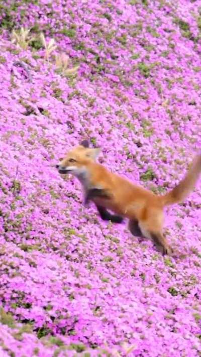 Baby Fox Frolicking