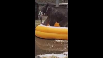 Twins Have a Sudsy Bath at Rosamond Gifford Zoo