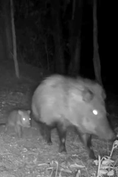 what's wrong with the third wild boar?