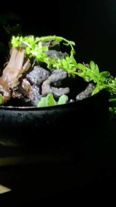 Mini fountain with water lettuce