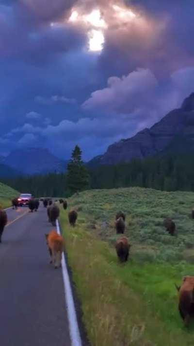 🔥A surreal morning in Yellowstone