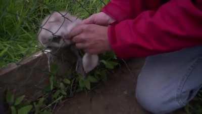 Helping a baby swan