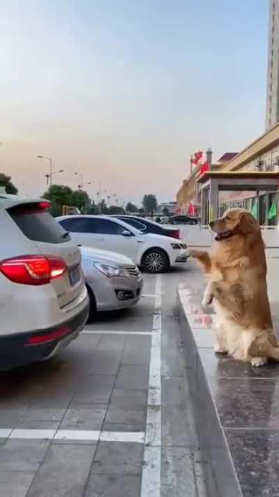 This smart fella helping with the parking