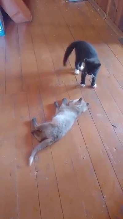 Two fuzzy little babies playing together