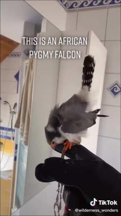 Baby falcon sees hinself in a mirror for the first time