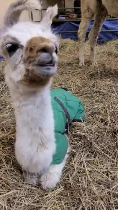 We Had a Baby Llama Born This Morning! She's About Five Hours Old in This Video.