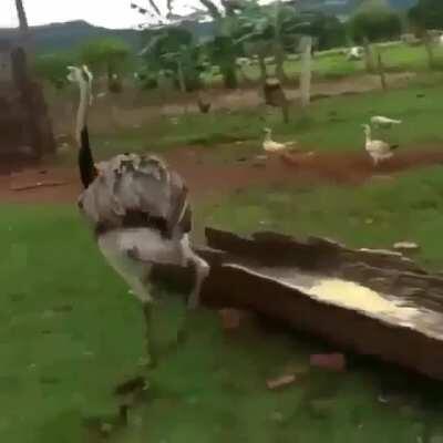 Fuck you emu.