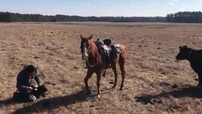 Horse trained in 'cutting' keeps cow back as rancher tags calf