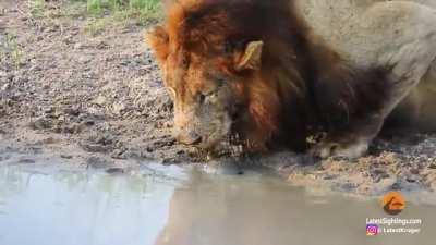 🔥 Plucky terrapin pesters these drinking lions