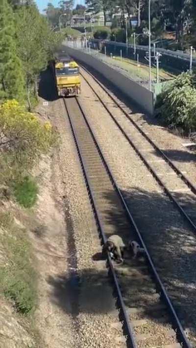 Man saves dog left on train track