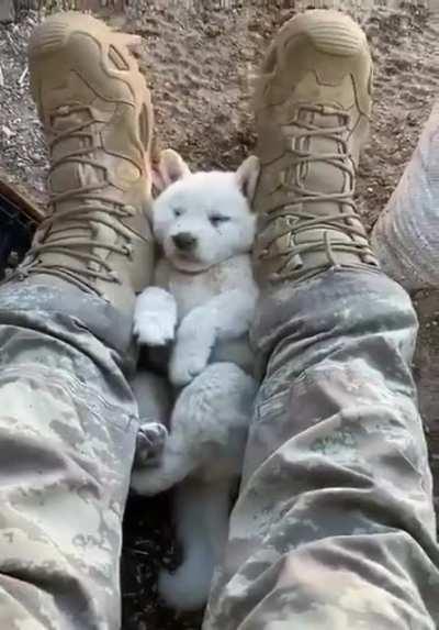 Puppy slept between the soldiers's legs