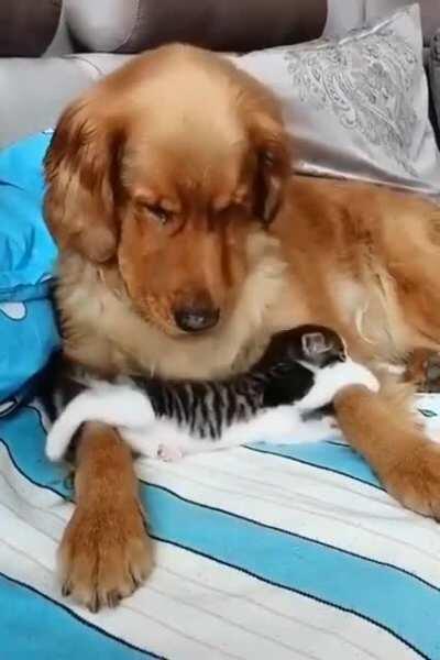 Sweet tiny kitten wanting to play with a 30-pound golden retriever.