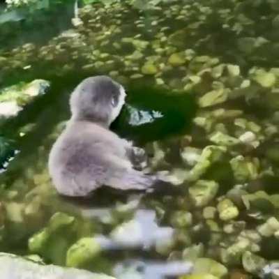 Otter puppy testing the water