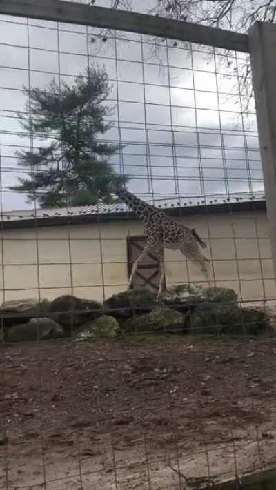 Tall boye zoomies— like a freight train down the tracks!