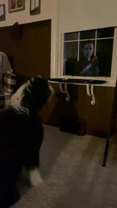 My pup vs my Michael Myers window cling …